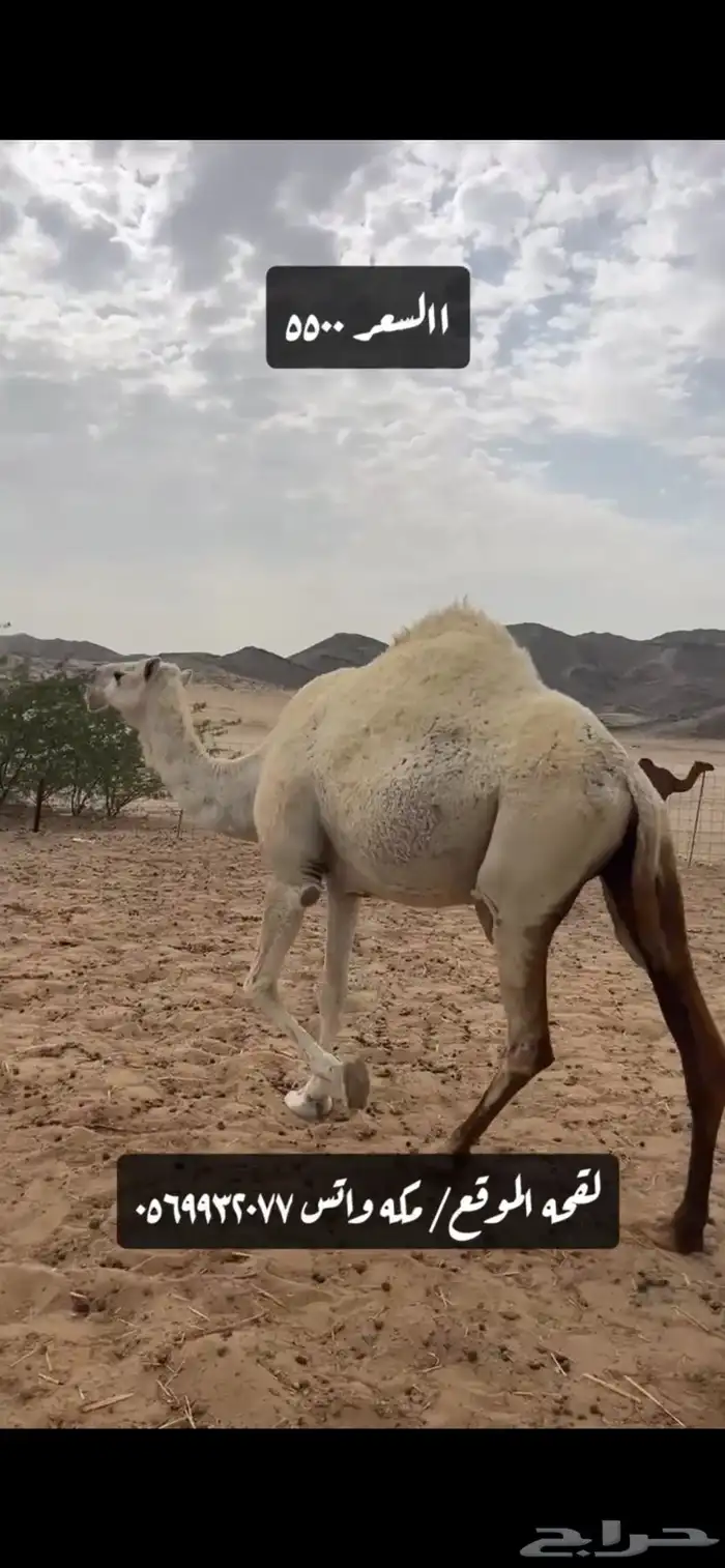 ناقه لقحه عفرا وضحا (( تم البيع )) 2