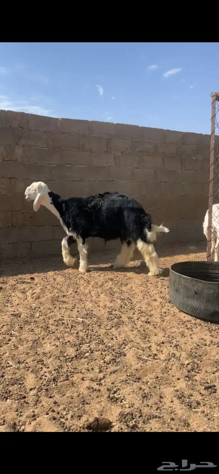 للبيع خروف نجدي صنف 1