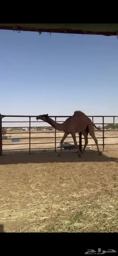 حواره 0