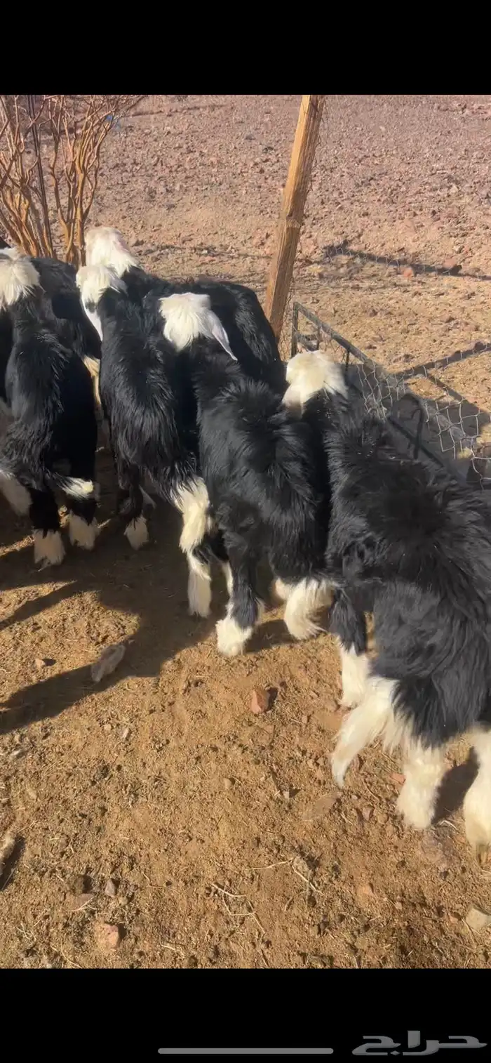 طليان نجد 2