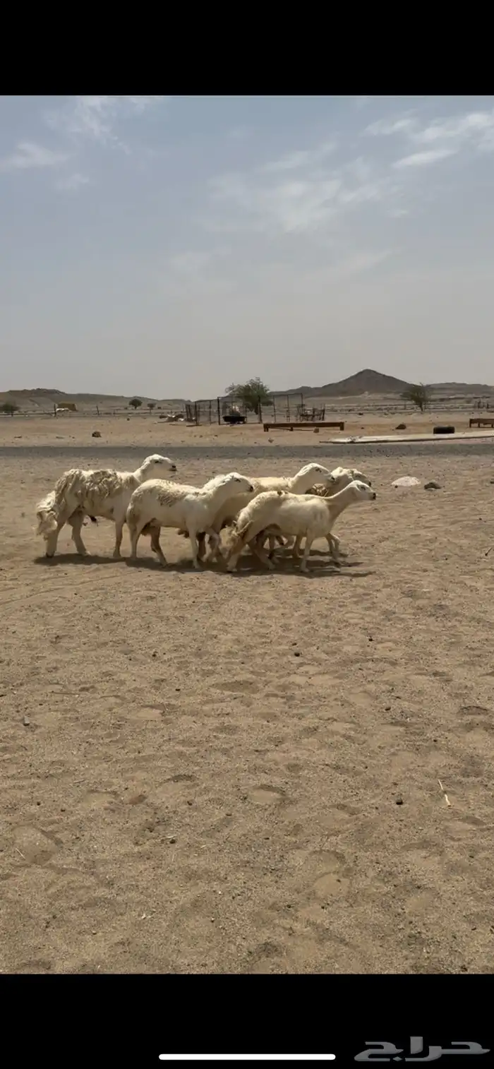 غنم صنف فواخر 1