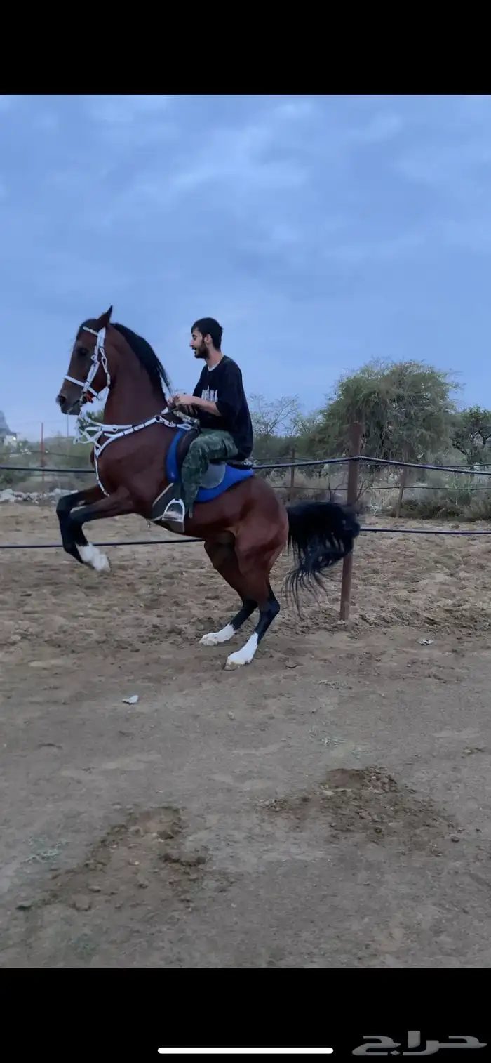 حصان شعبي 1