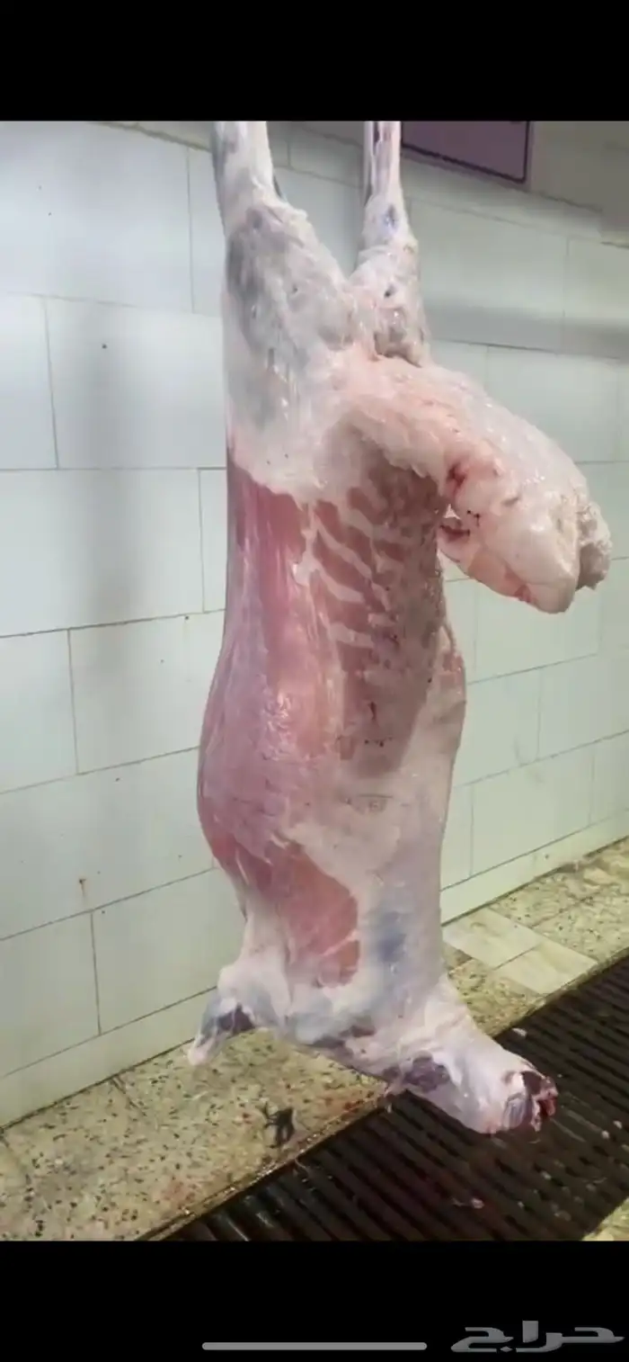 طليان جبره كبار 1