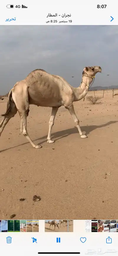 فحل اصيل للبيع index