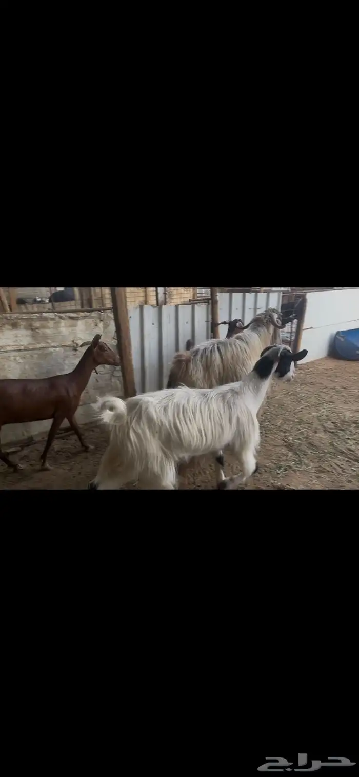 معزا للبيع 2