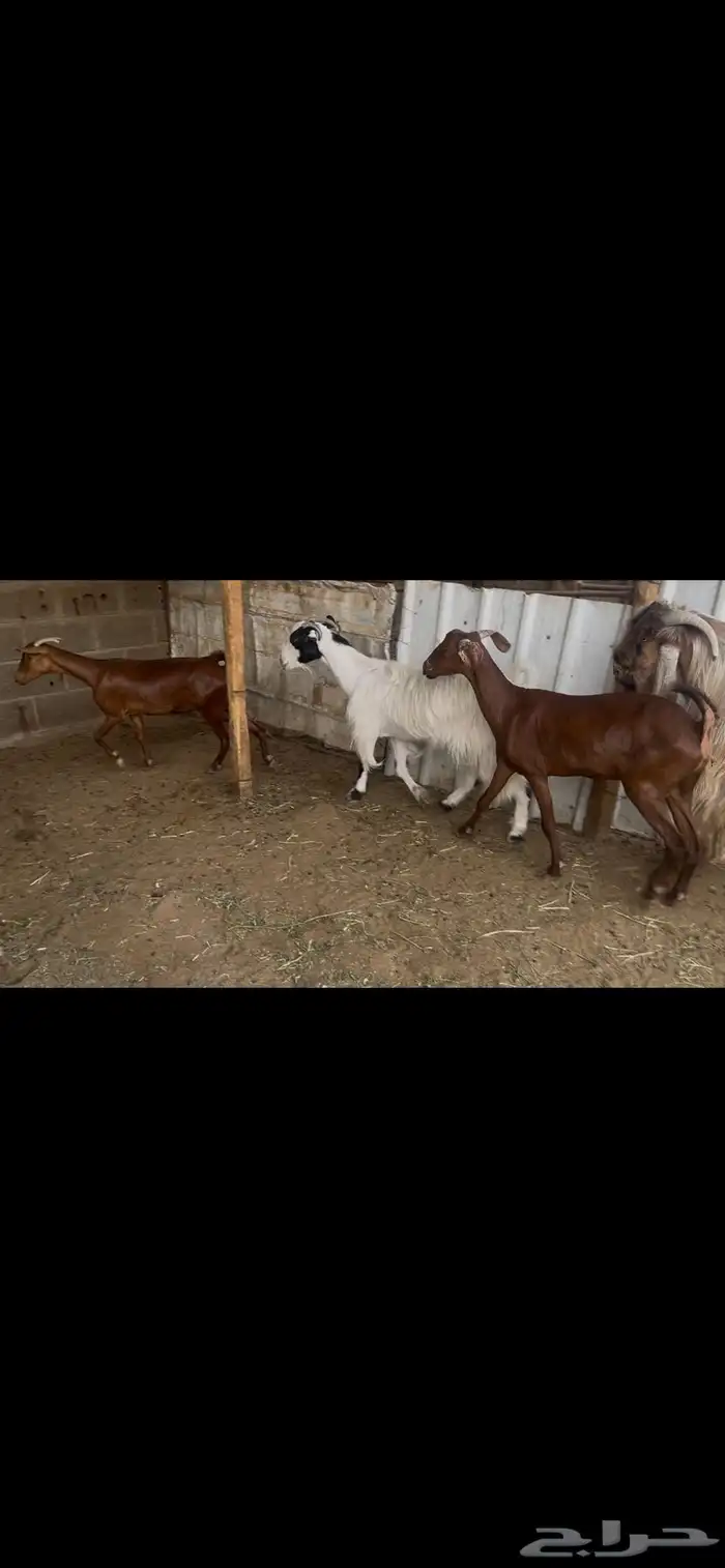 معزا للبيع 0