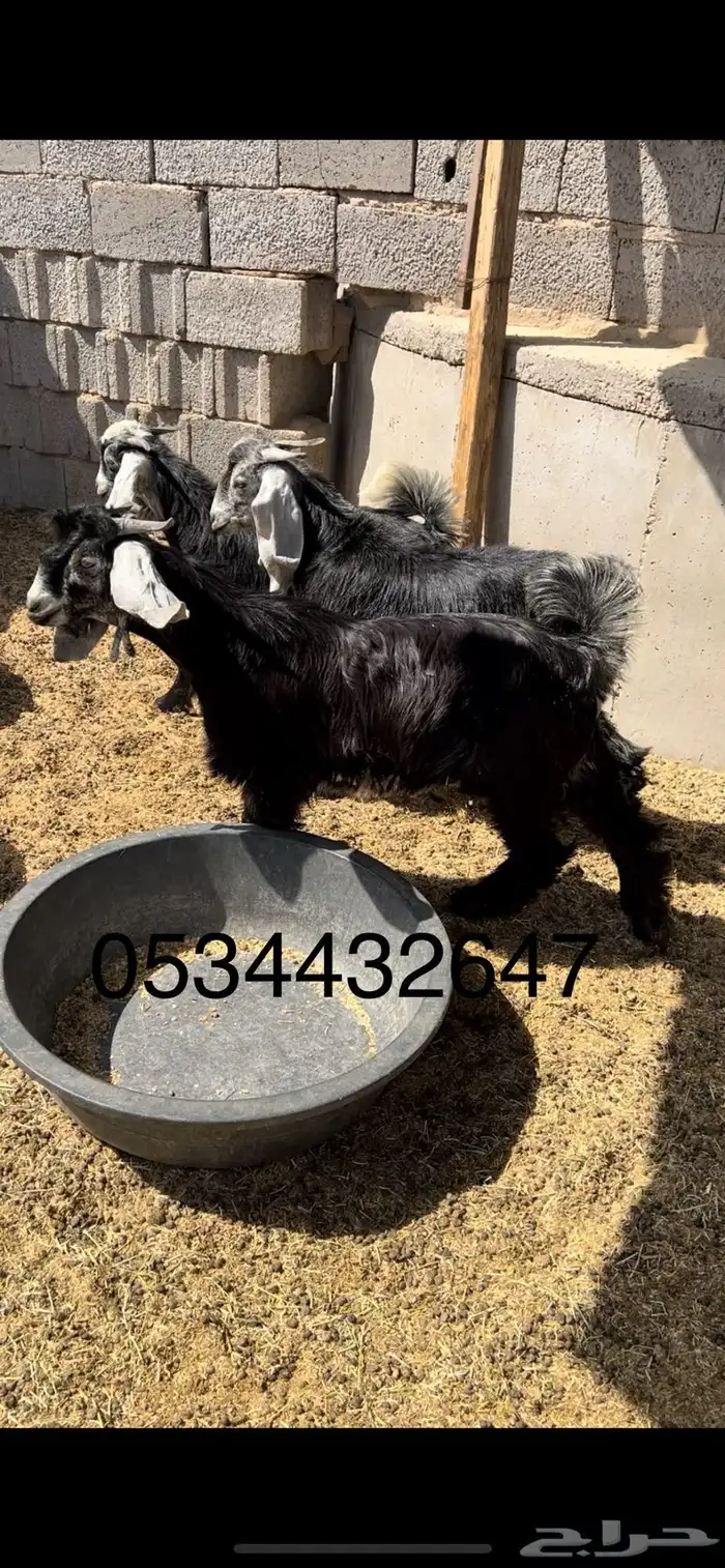 ذبايح - طليان-تيوس-ذبح وتوصيل-1050-1350- 0