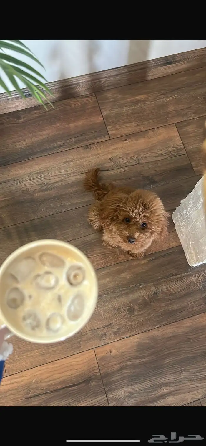 للبيع أنثى Toy Poodle مدربة وأليفة 7