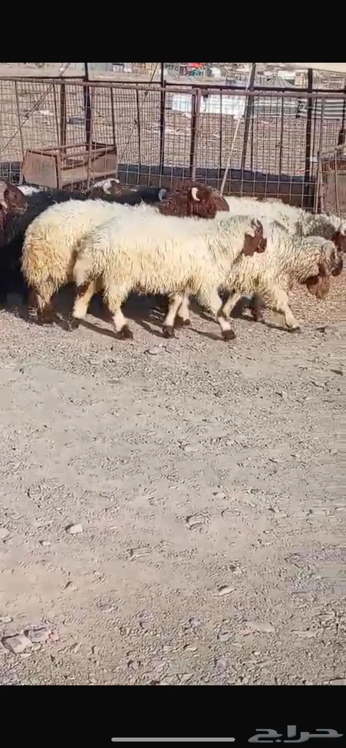 غنم نعيم 0