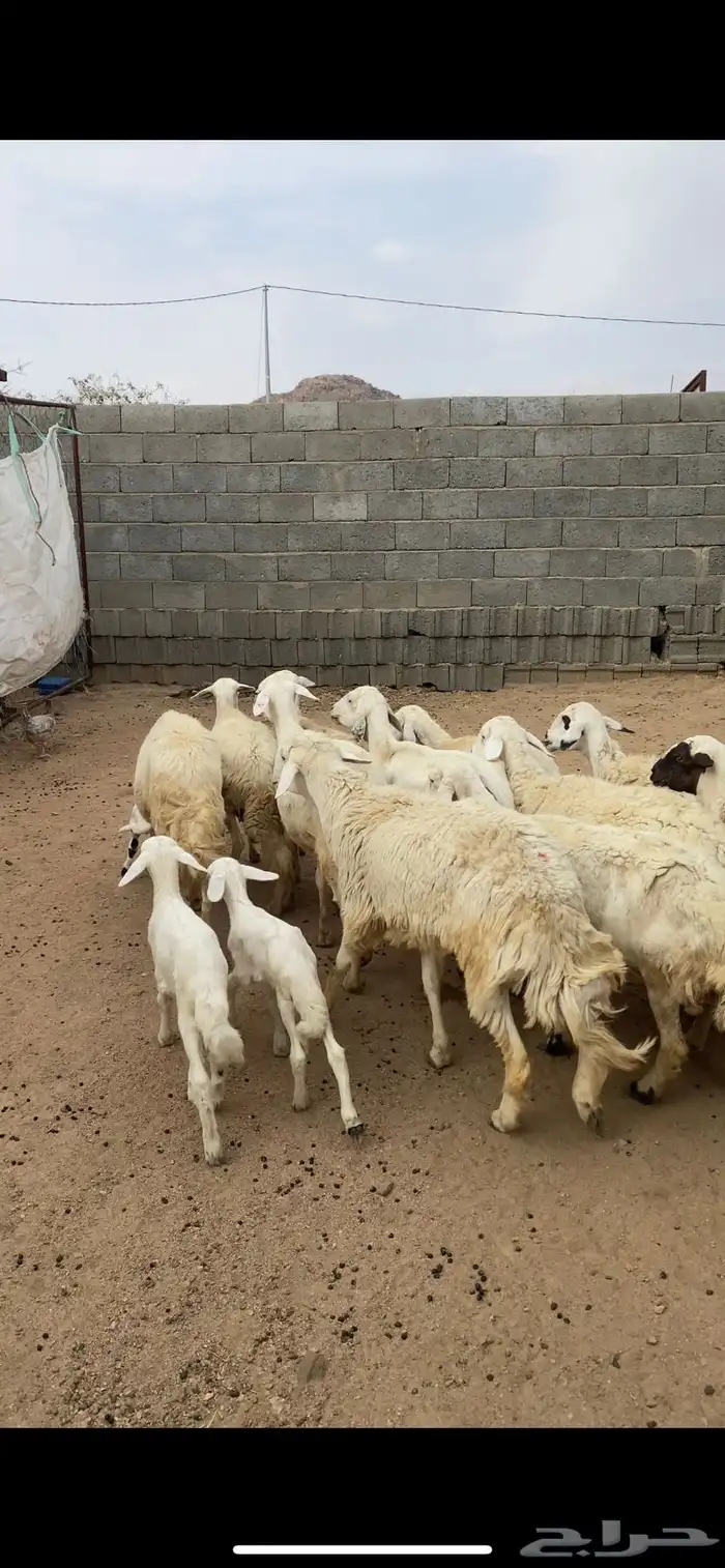 ضان متابيع ودفيع 4