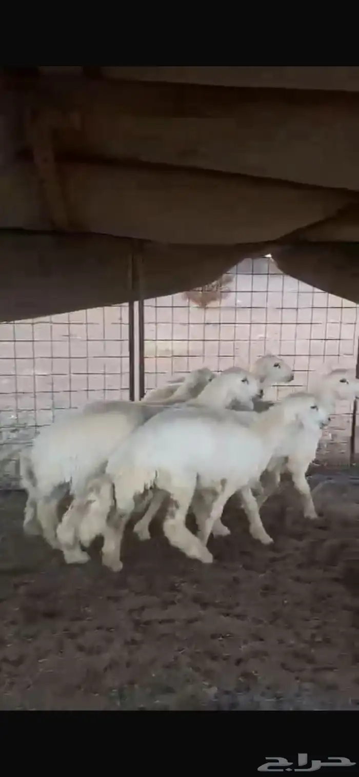 طليان خرفان شحم فل نظيفه شرط 0