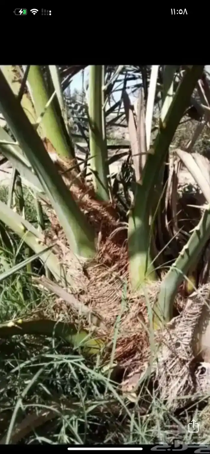 صناه. صنو روثانه فاخ 0