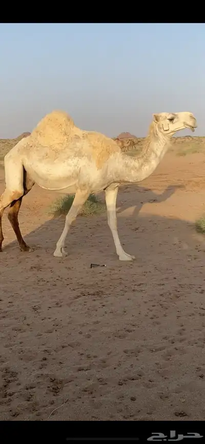 لقحات index