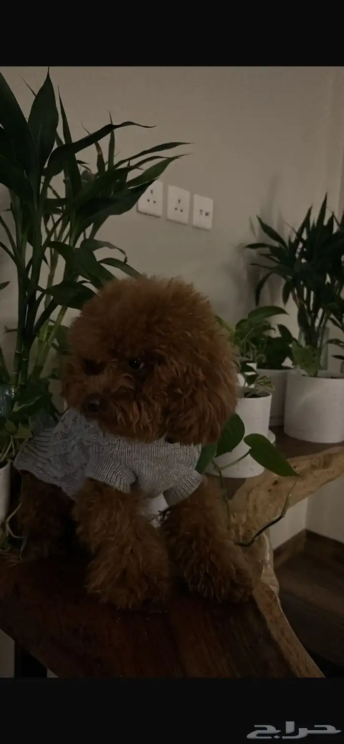 للبيع أنثى Toy Poodle مدربة وأليفة 3
