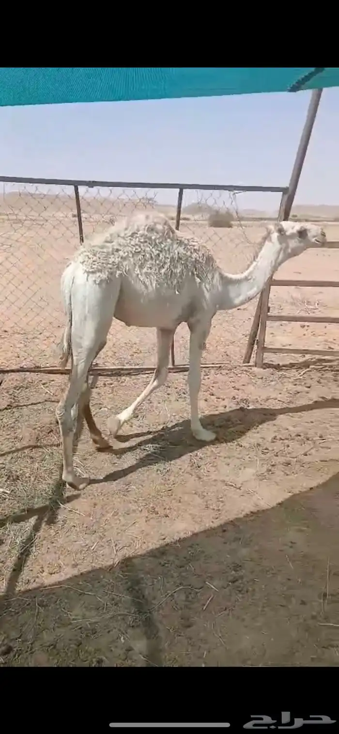 قعود قصب الموقع الخرج 0