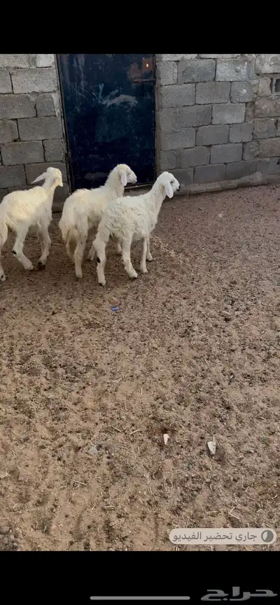 3 خرفان سمان تربيه بلديه 0