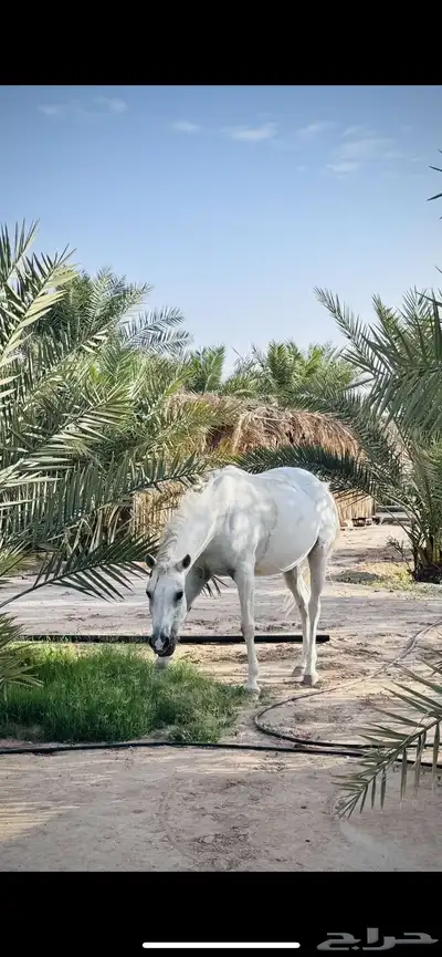 فرس شعبيه عربيه جميله مع مهر index