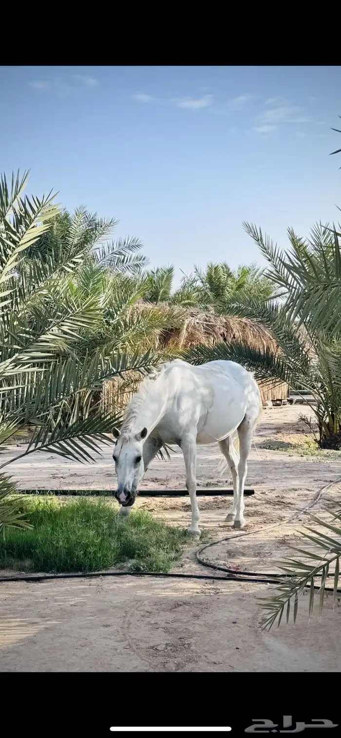 فرس شعبيه عربيه جميله مع مهر 1