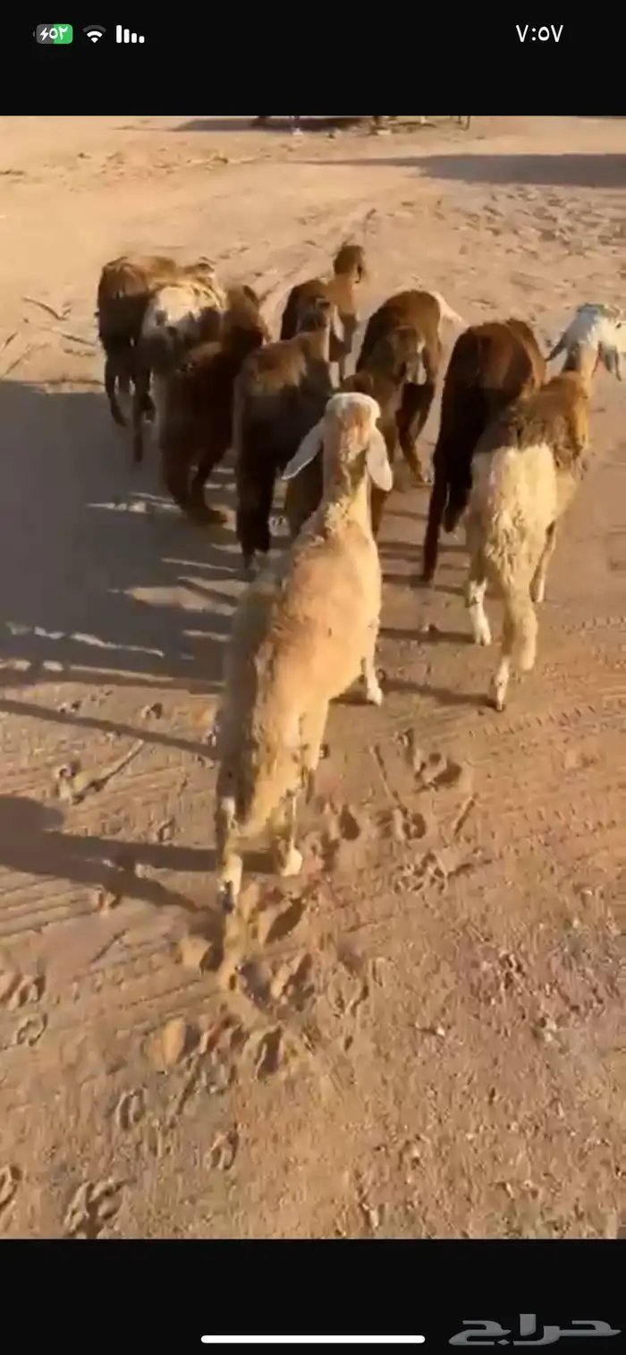للبيع سواكن حمري تربيه ( تم البيع ) 0