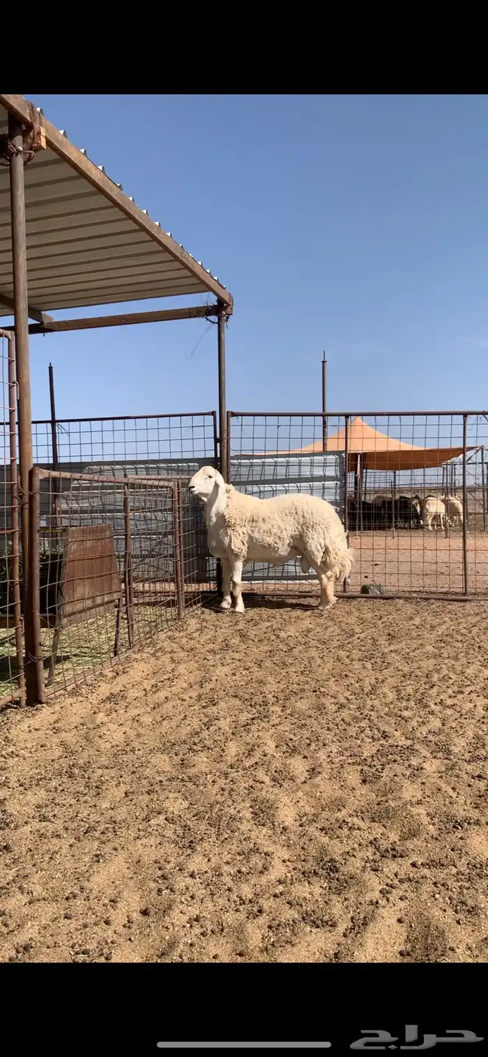 مشروع فحل صنف جذع 2
