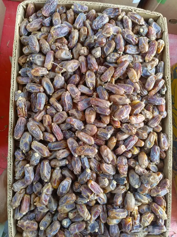 تمر برني للغنم و الحلال 1