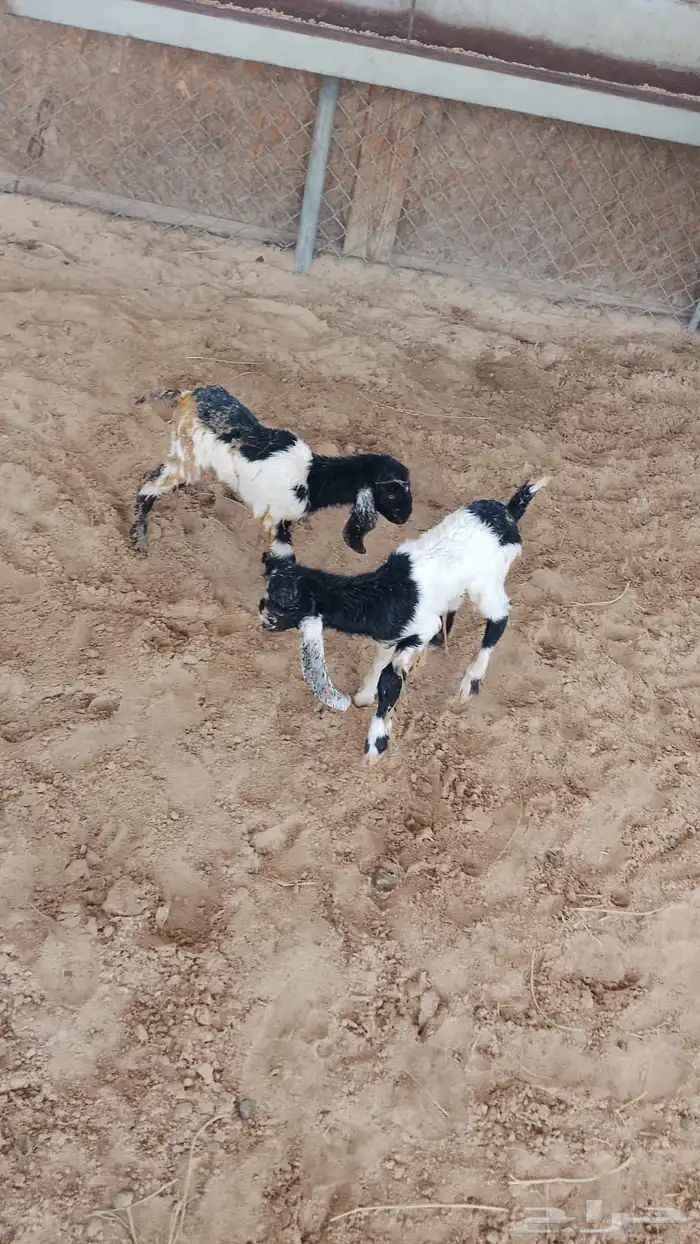 عنز رغوث 2