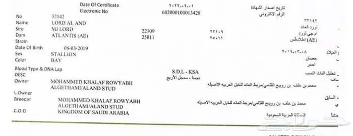 حصان 15