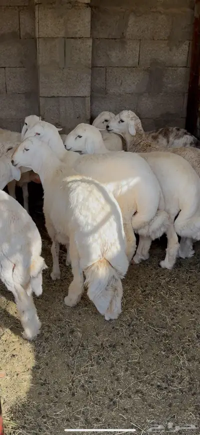 طليان 0