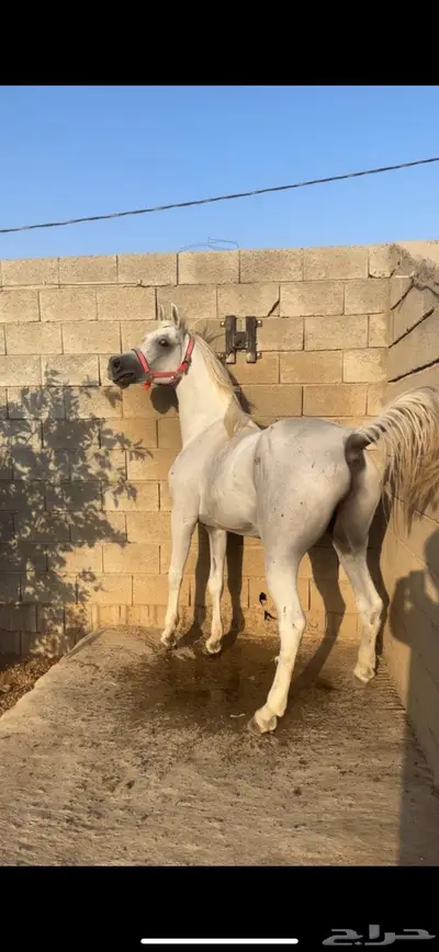 حصان مكس بطل index