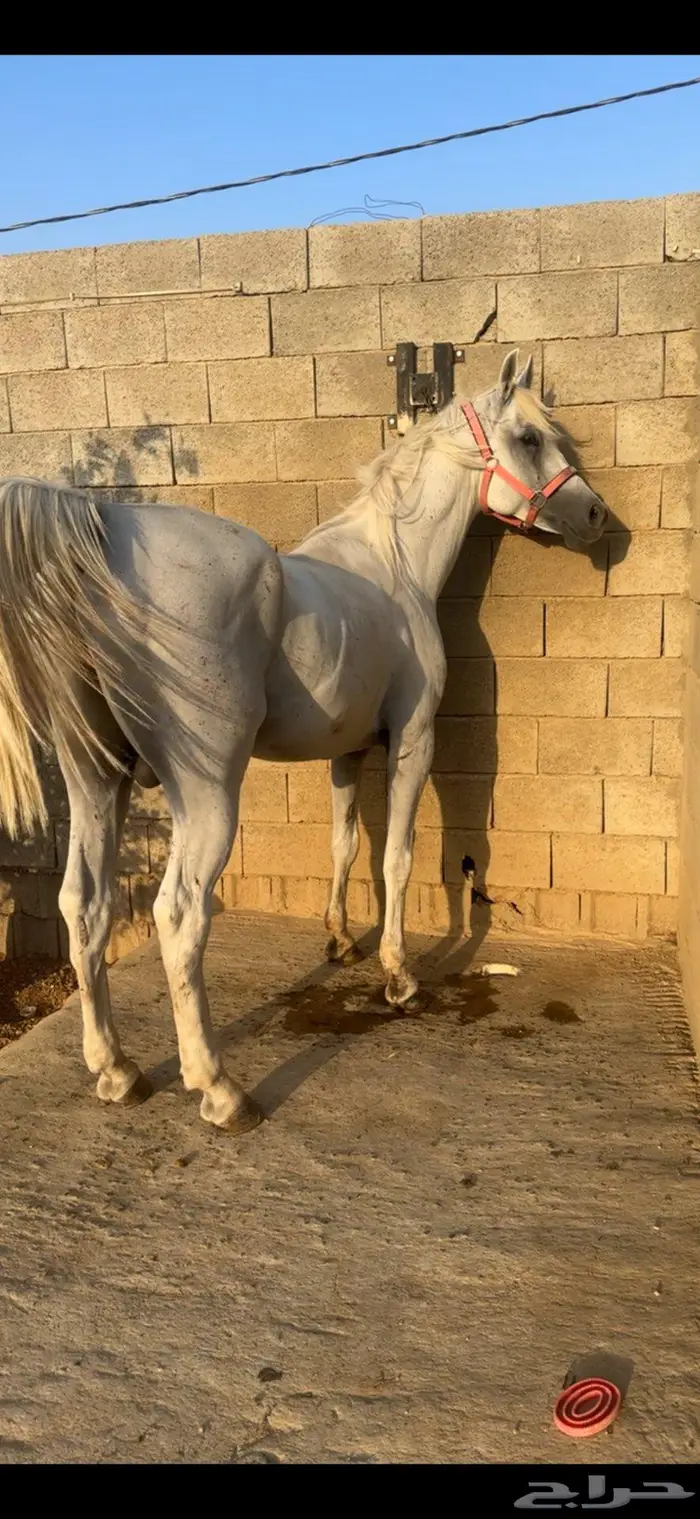 حصان مكس بطل 0