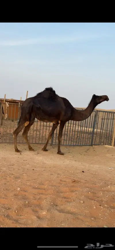 ناقه مجهم خفوت 0