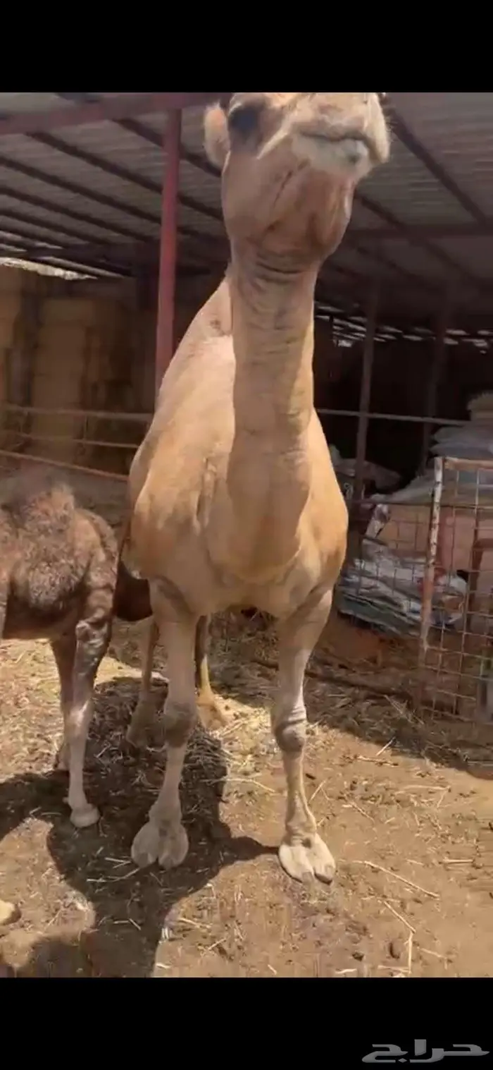 ناقه للبيع 1