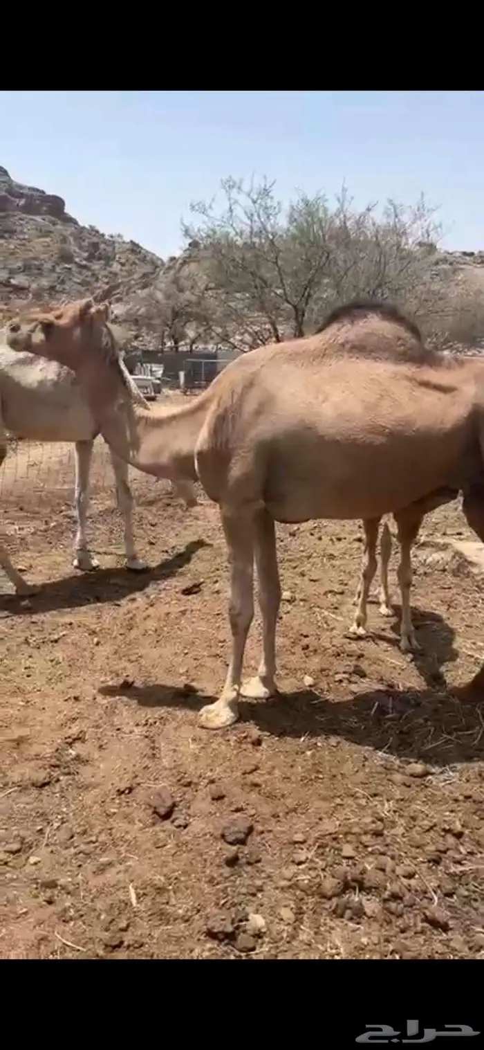 ناقه للبيع 0
