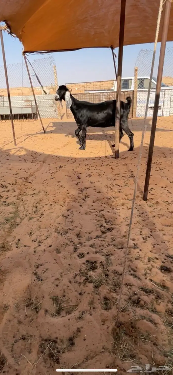عنز عارضيه دافع 1