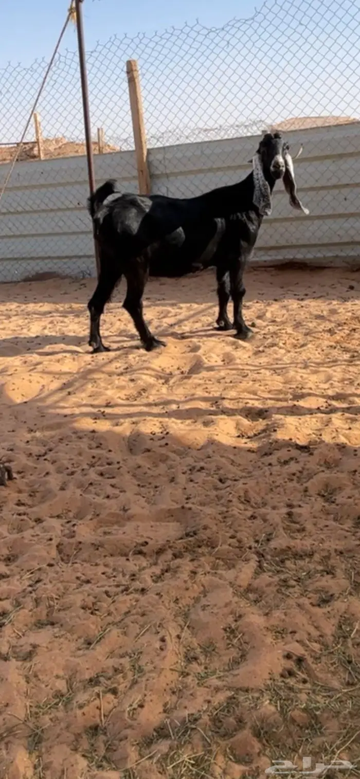 عنز عارضيه دافع 0