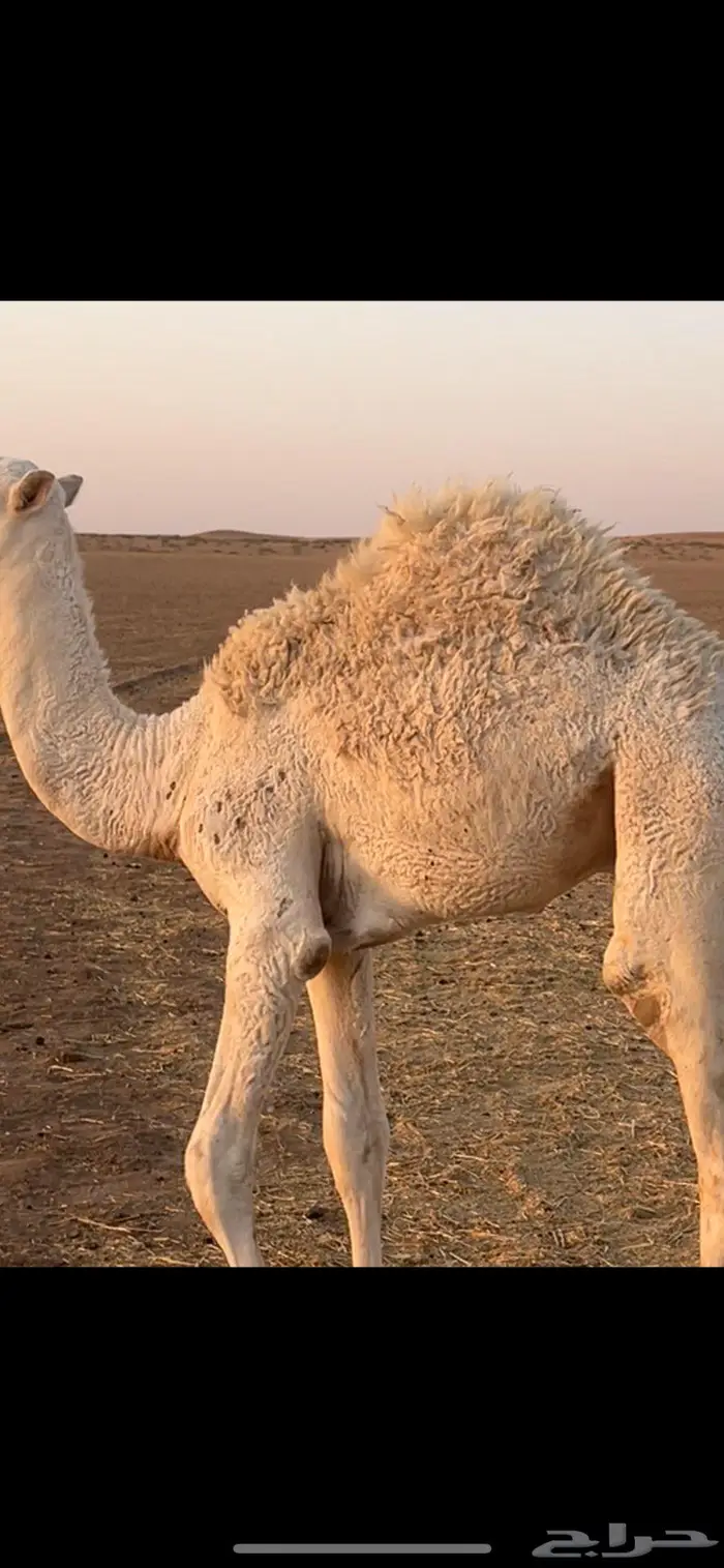 قعود قصب العمر 7 اشهر 1