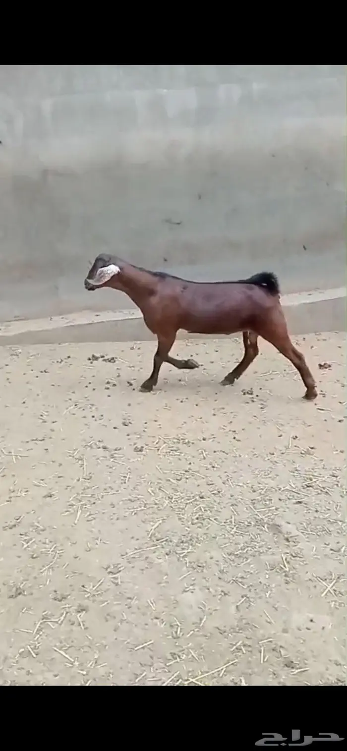 تيس فحل أجم 0