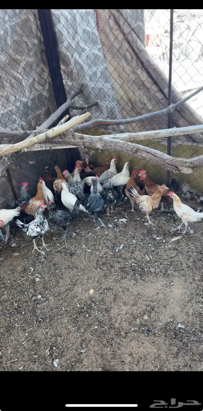 للبيع ديوك العدد 34 1