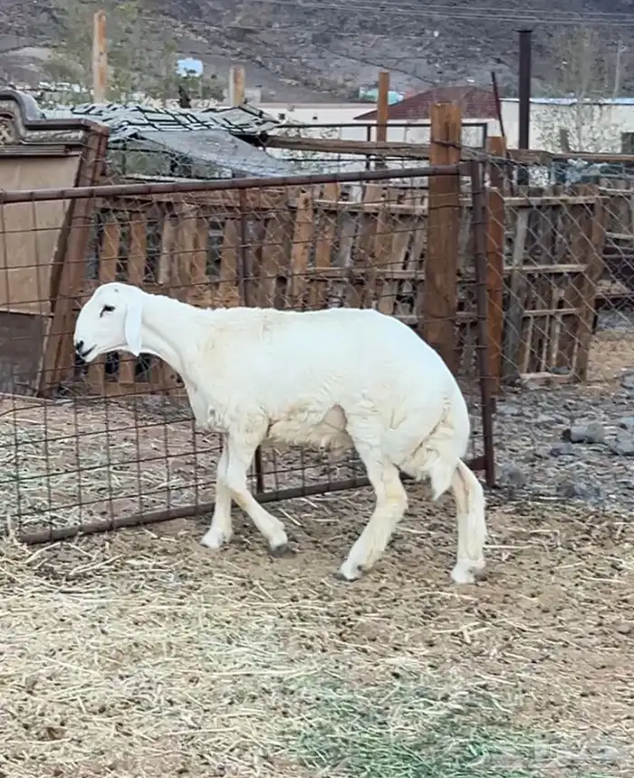 مشروع فحل حري صنف 1