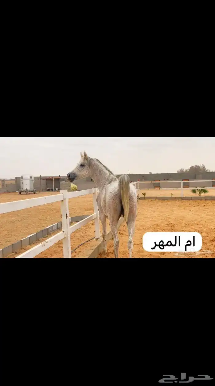 حصان 12
