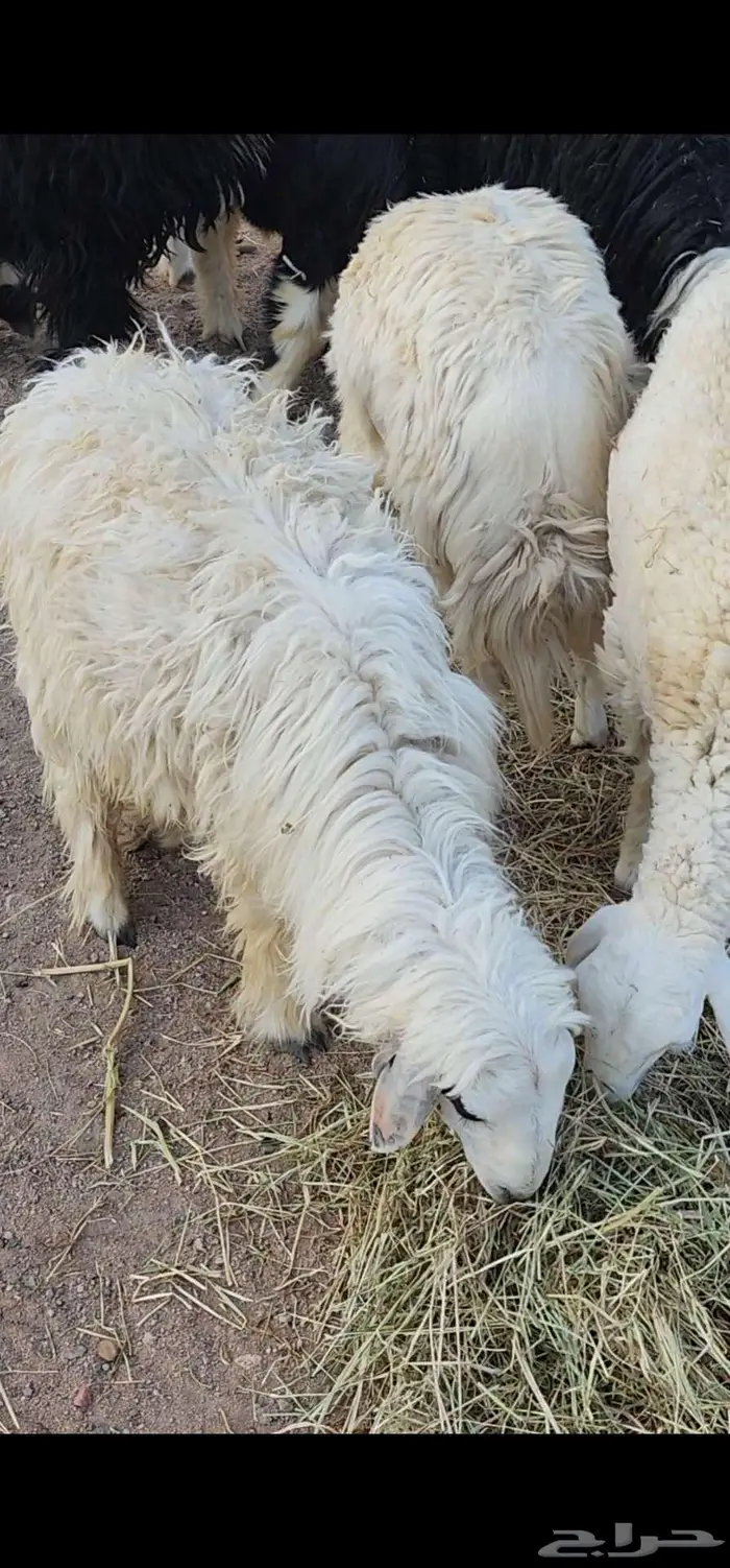 طليان 3