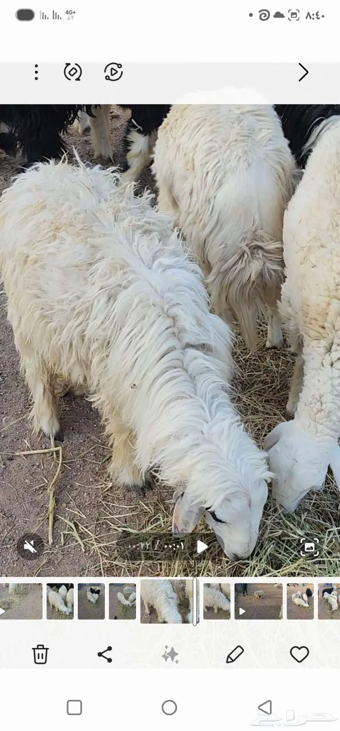 طليان 1