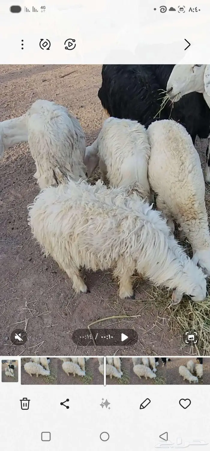 طليان 2