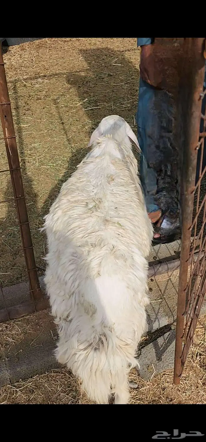 طليان 0