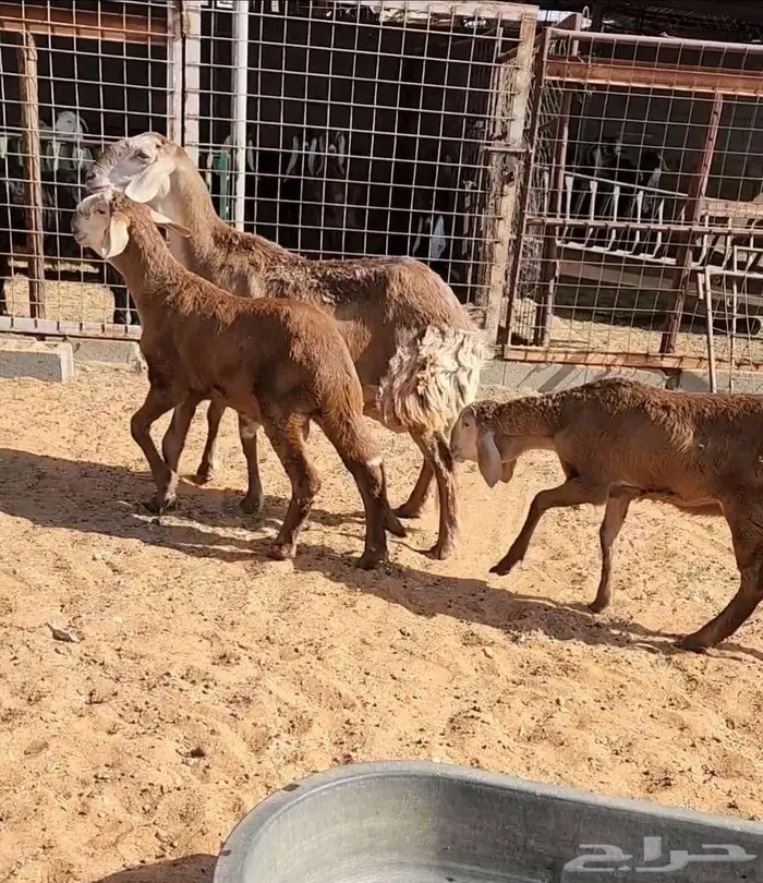 عنز قبرصيه وساكنيه وفحل نعيمي 2