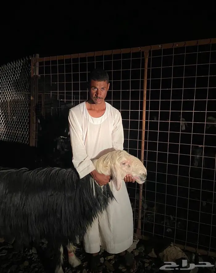 للبيع طلي نجدي فاخر 0
