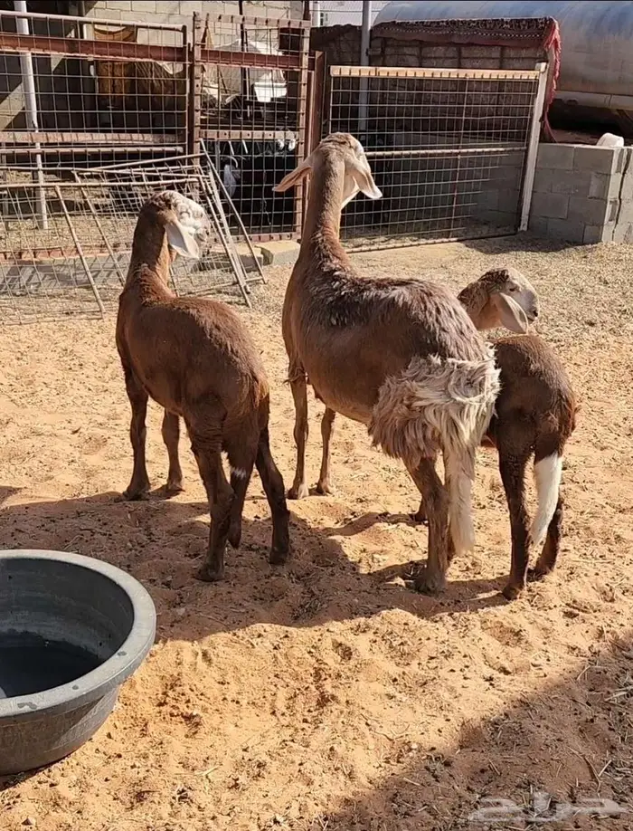 عنز قبرصيه وساكنيه وفحل نعيمي 3