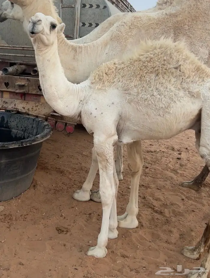 قعود قصب العمر 7 اشهر 0