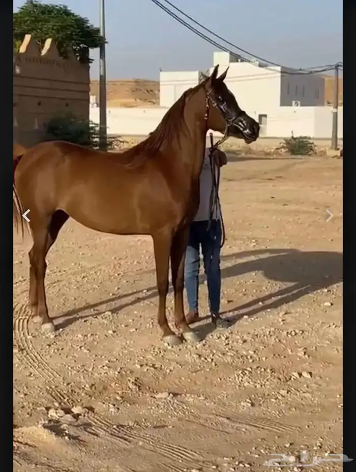 مهره واهو حفيدت كحيل الشقب 1