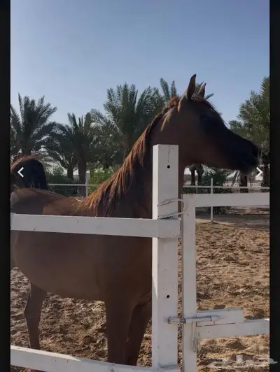 مهره واهو حفيدت كحيل الشقب index